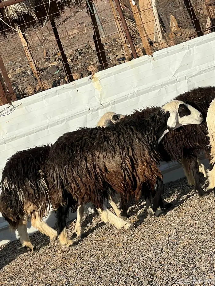 ضان نجد جروم ناهية 10معها 5 19