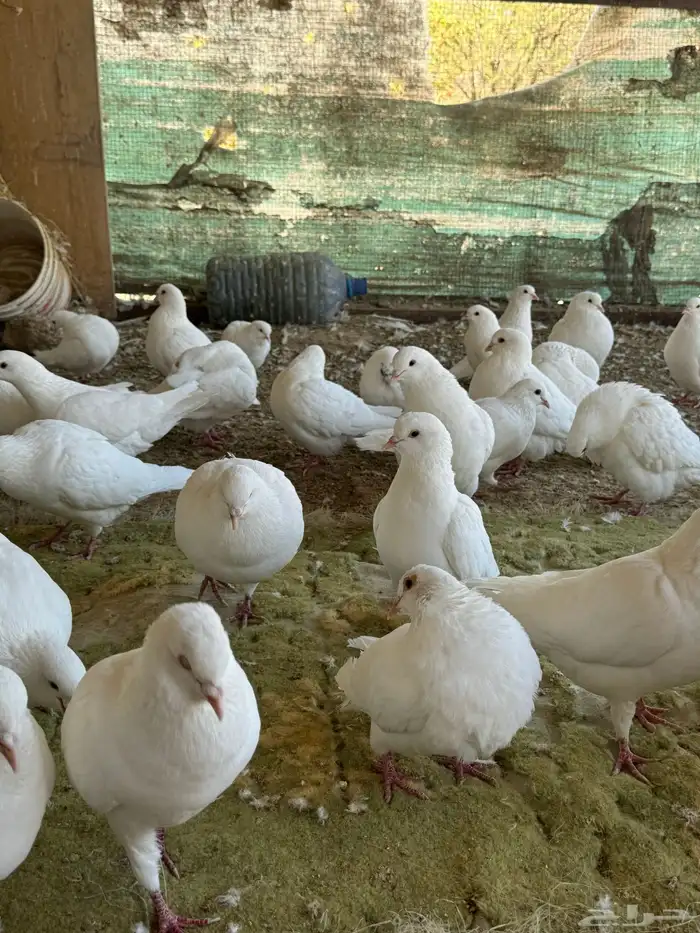 حمام فرنسي سوبر جامبو 1