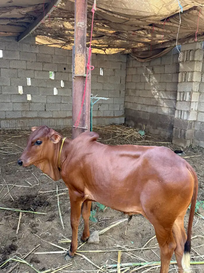بقرة للبيع 2