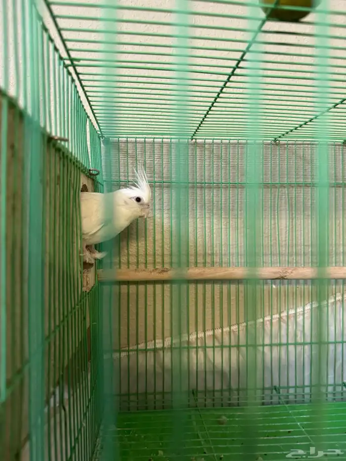 جوز كروان طفرات 4