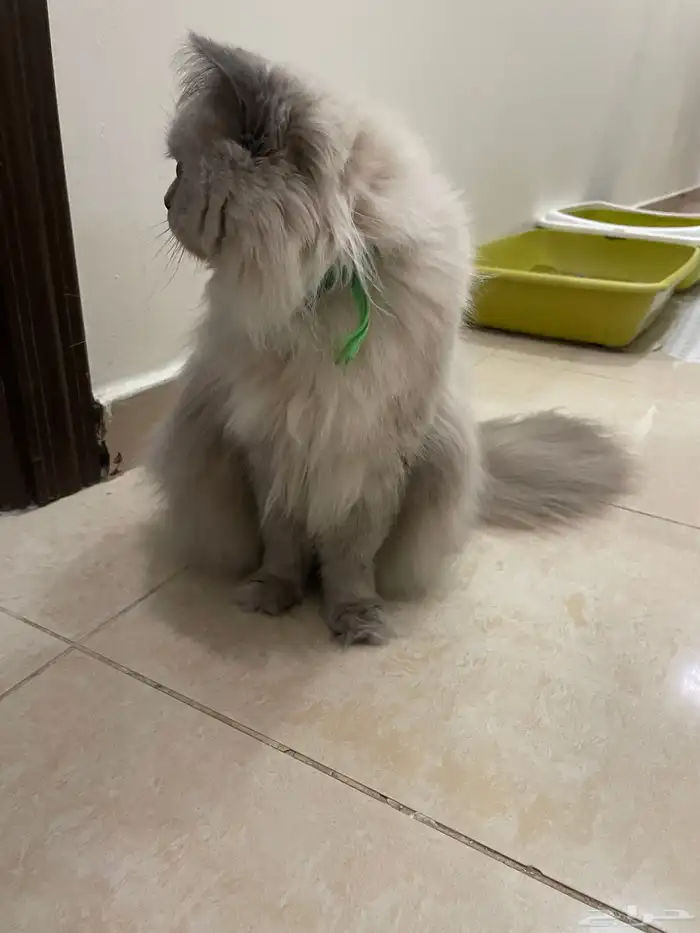 قط ذكر للتبني 1