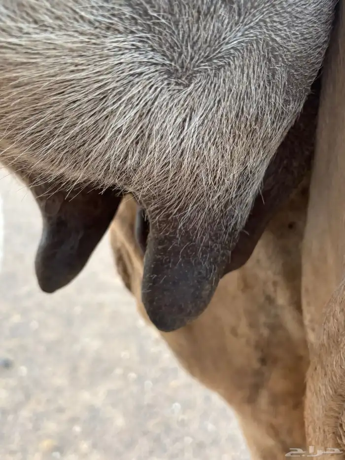 خلفه مصغر للبيع 2