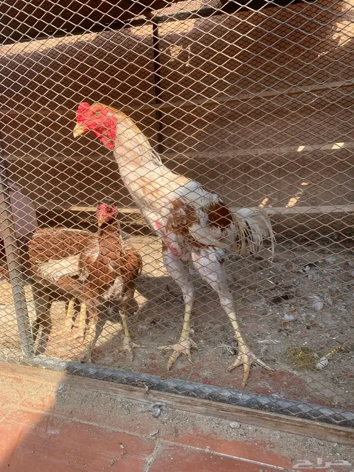 ديك مكس شامو و سندي 2