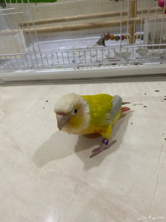 للبيع طيرين نظيفة   كنيور   كويكر 3