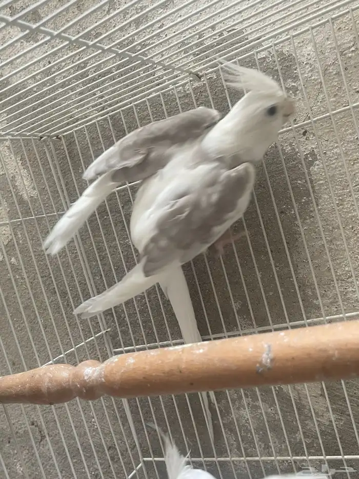 ذكور كروان 0