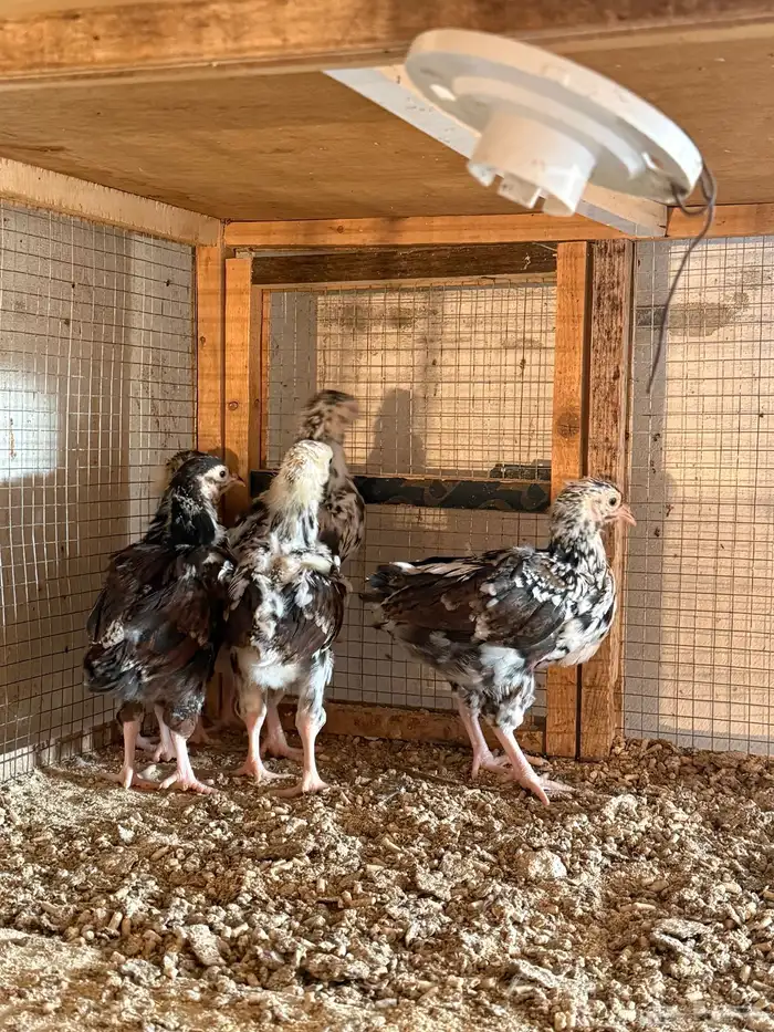 للبيع صوص دجاج انجليزي سوساكس 4