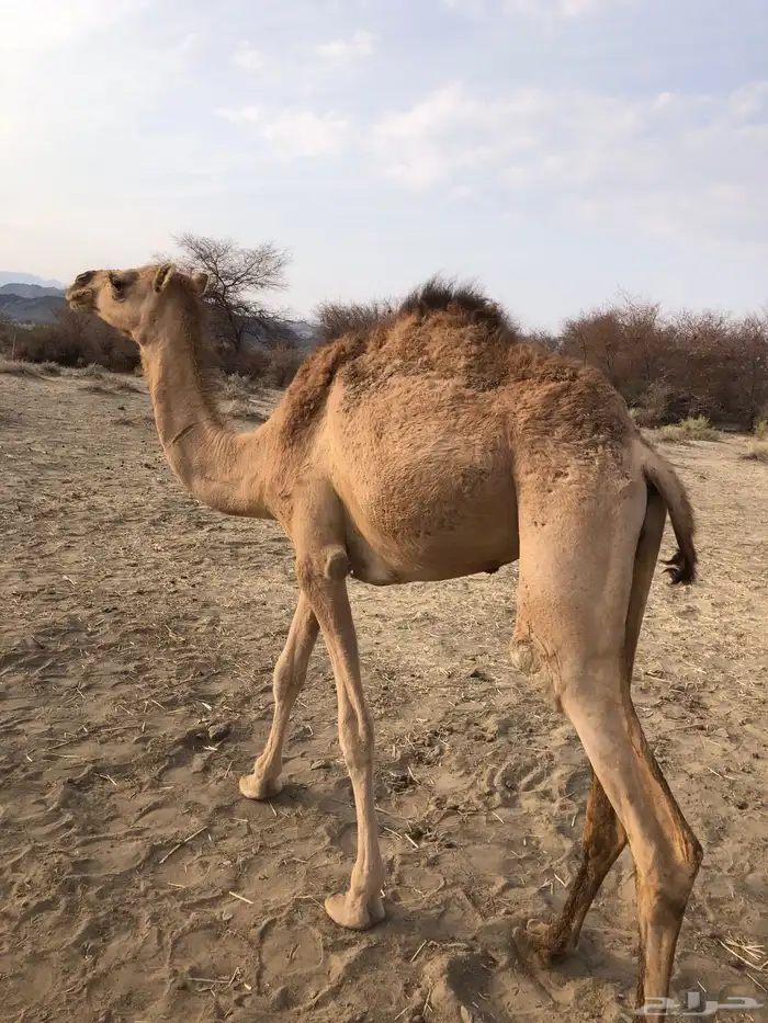 قعود حر للبيع 0