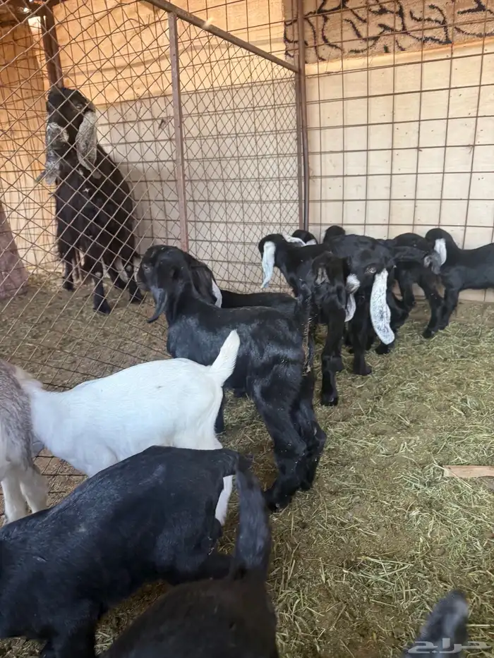 معزا ولد طيبه ونضيفه العدد 9. روس تحتها 18 10