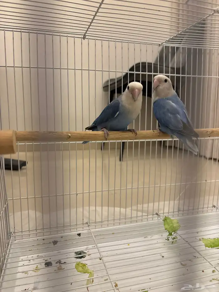 جوز عصافير روز 0