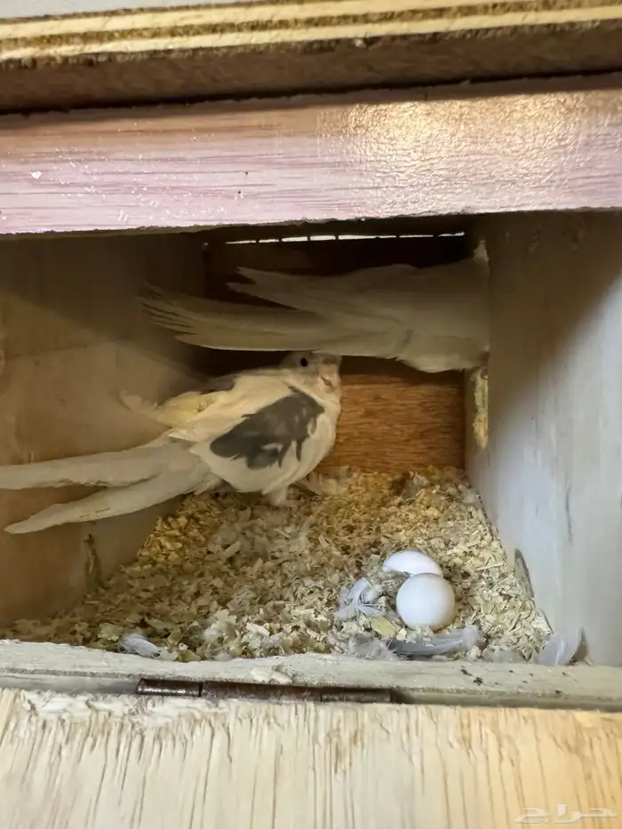 جوز كروان طفرات 3