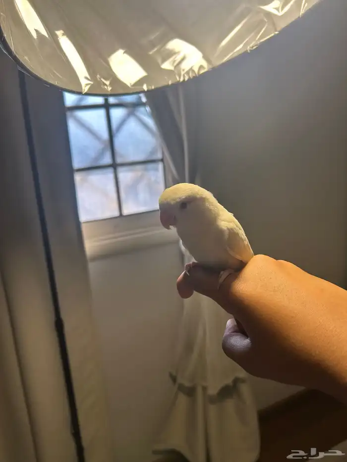 روز البينو 5