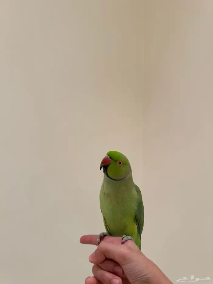 طير. دره. هنديه اليف. متكلم. 4