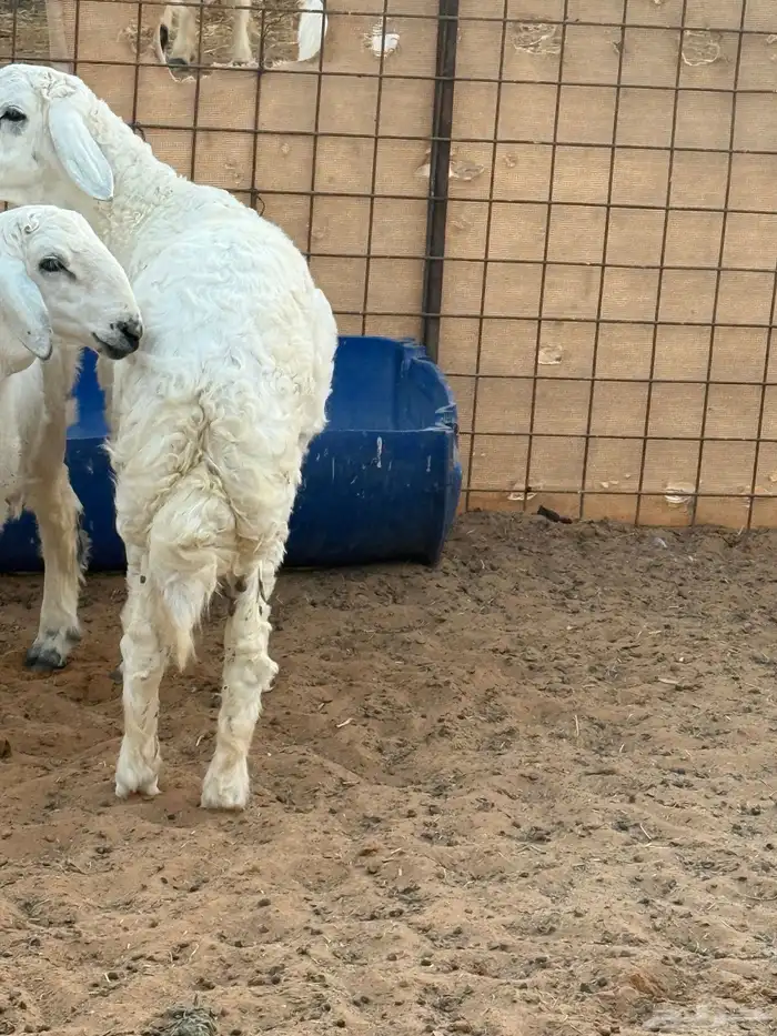 خروف حري فوق 5 شهور 0