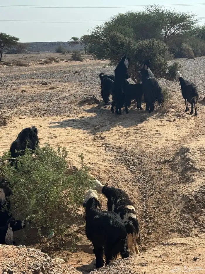 معزا مراح للبيع 8