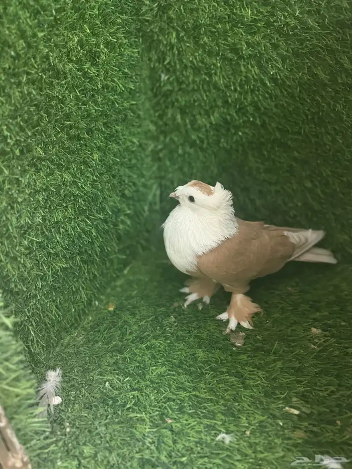 مجموعة ذكور زينه 12