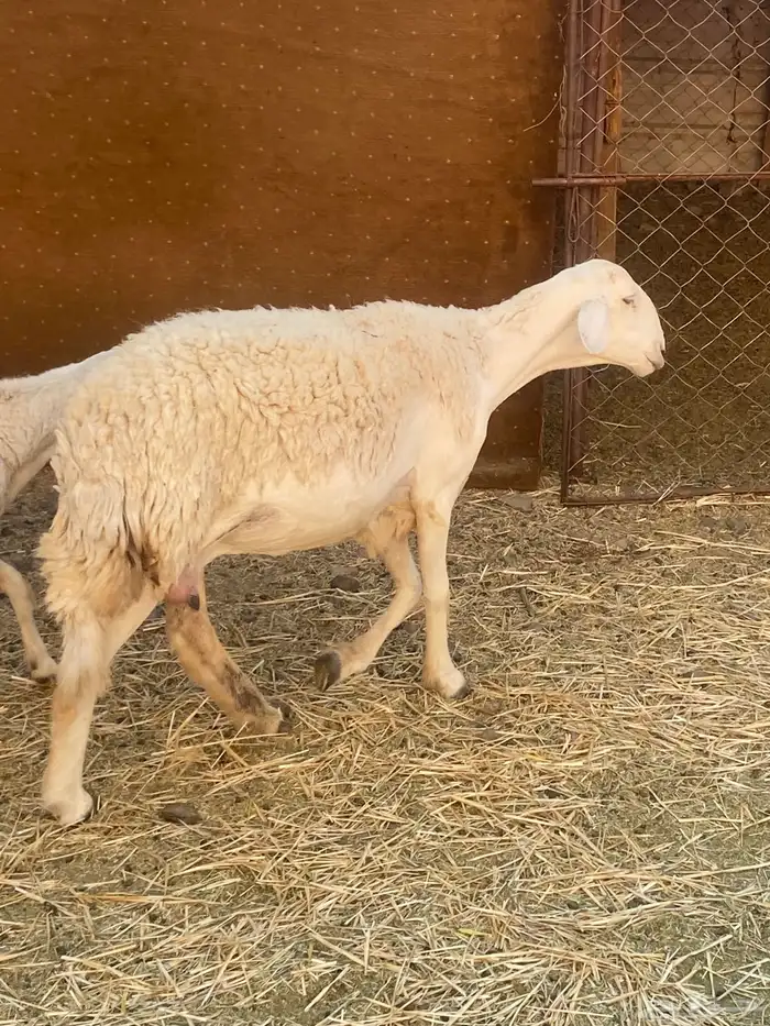 ضان صنف بنات بعض 6