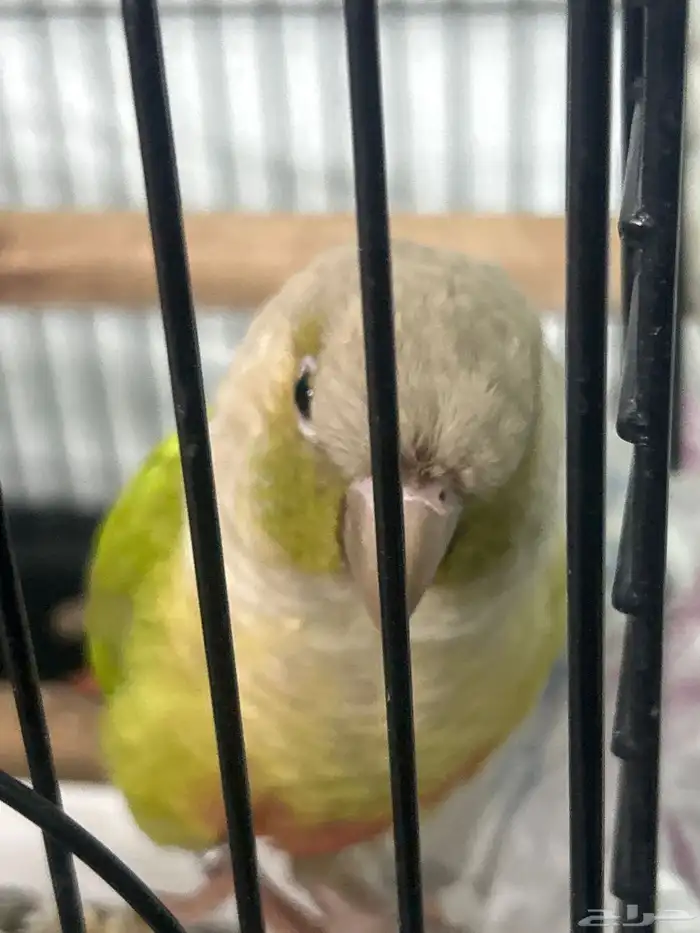 للبيع ببغاء كنيور أناناس العمر سنتين نبيعه في قفصه السعر 0