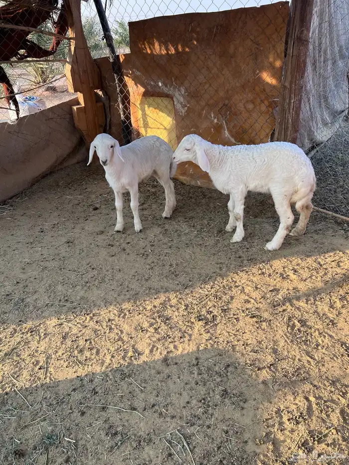 خروف ورخل حرية مغلقة شحم 2