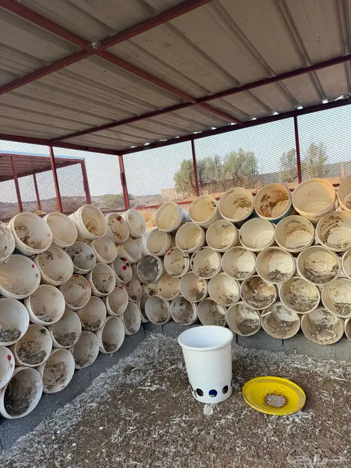 مشروع حمام فرنسي للتقبيل مزرعه 1