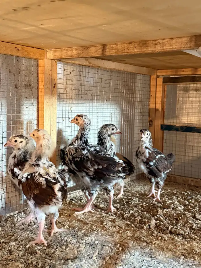 للبيع صوص دجاج انجليزي سوساكس 2