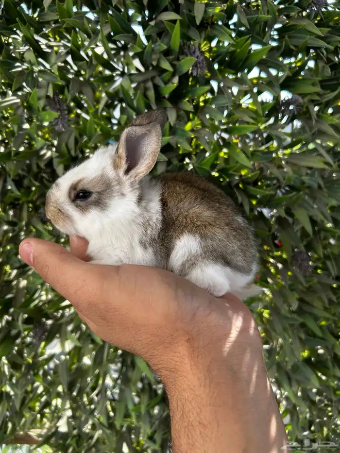 ارانب قزم كيوت و لطيفة و احجم صغيره 10