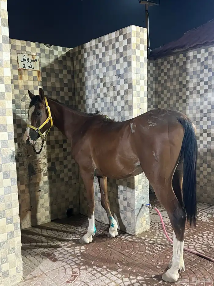 حصان للبيع 3