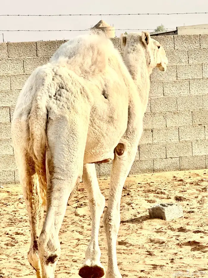 ناقة وضحى تامه 6