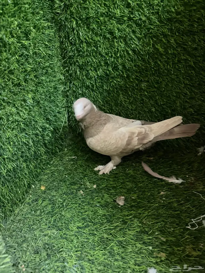 مجموعة ذكور زينه 36