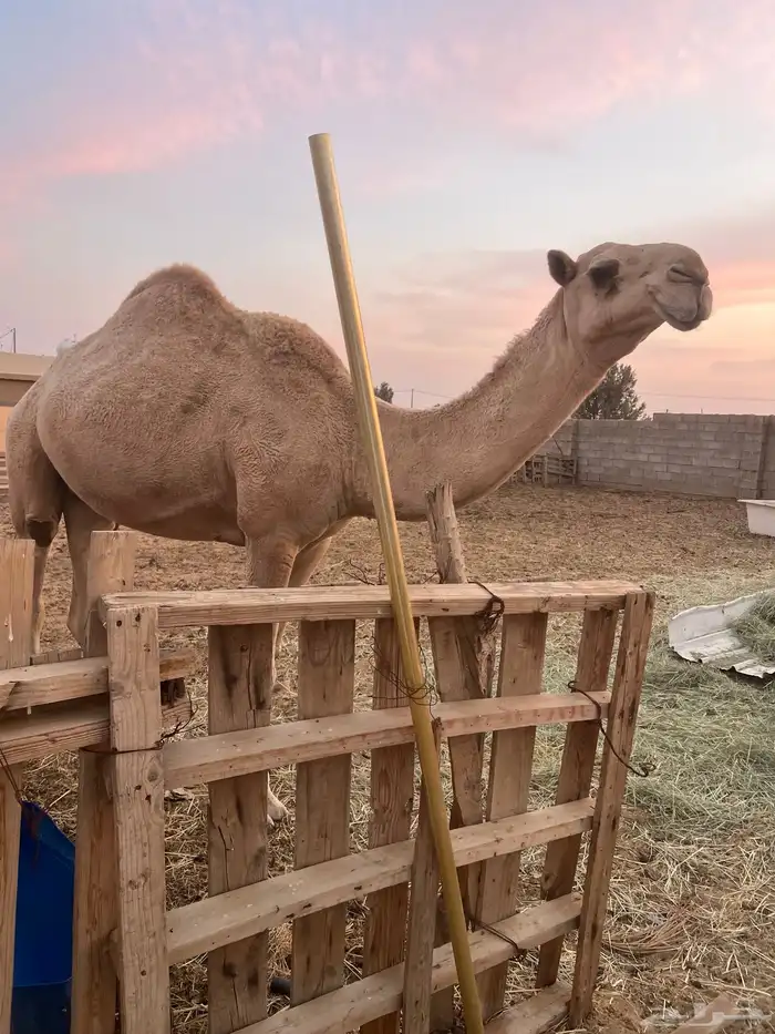 للبيع ناقة سديس ضريبه كفو شقحا 0