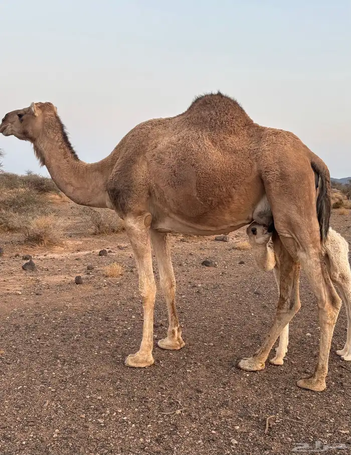 خلفه مصغر للبيع 0