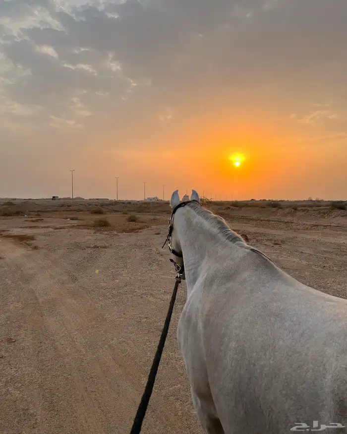 مربط و اسطبل ل ايواء الخيل Horse Stable - شمال جدة (ذهبان) 12