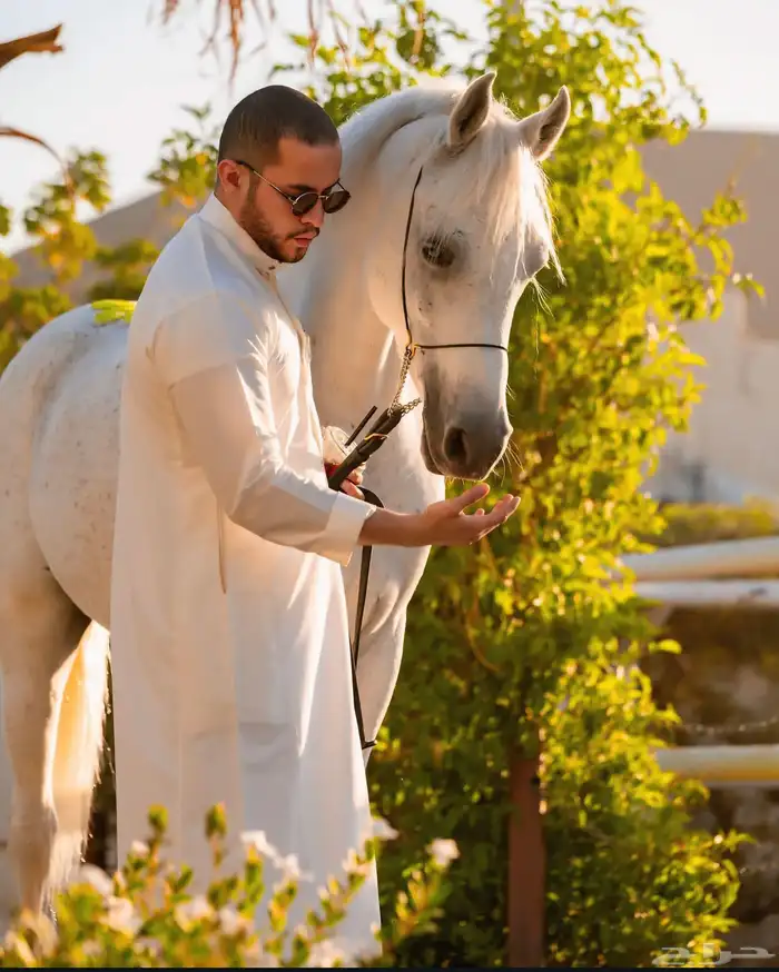 ايواء وتصوير خيول 3