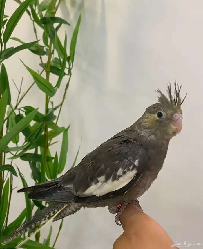 للبيع كروان اليف وبدايه هدد 3