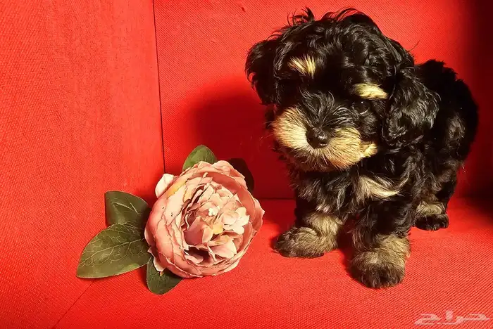 للبيع جراء كلاب صغيرة منزلية 25