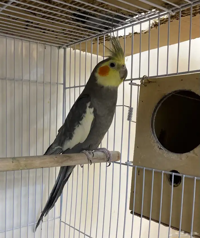 للبيع زوجين كروان منتجه 3