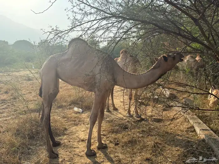 ناقة وبكره 0