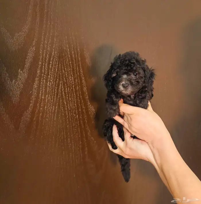 للبيع جراء توي بودل 7