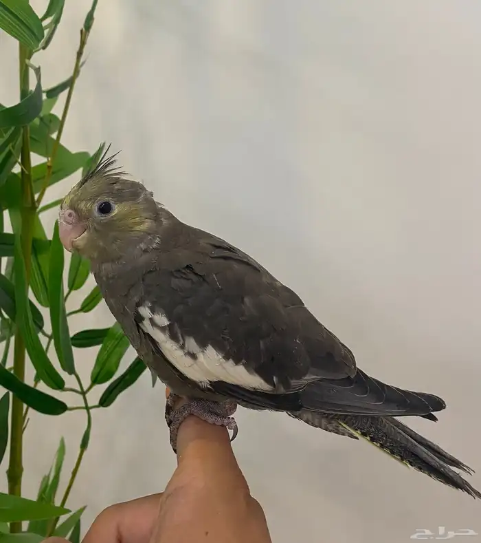 للبيع كروان اليف وبدايه هدد 4