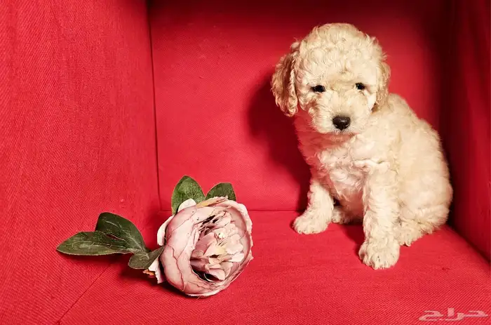 للبيع جراء توي بودل 3