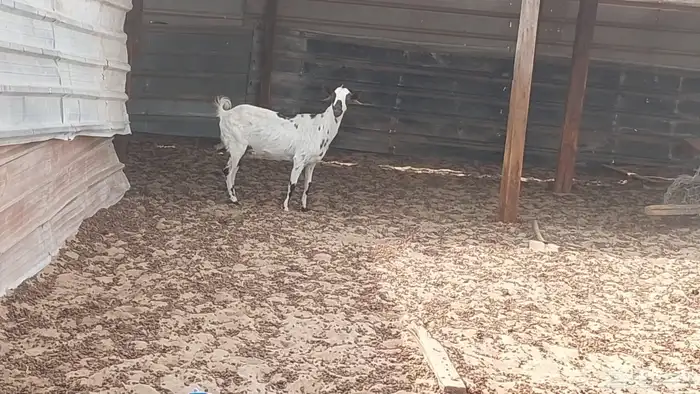 معزا جنوبية السن سديس التيس مضرب عليها لاكن دافع الله اعلم 1