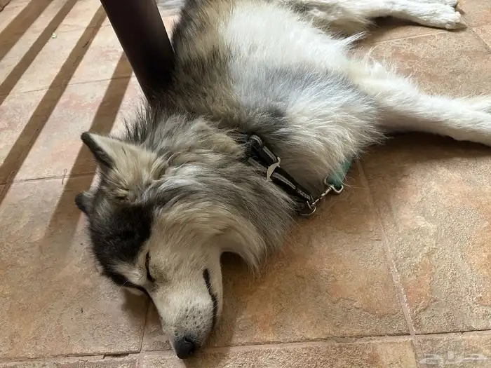 كلب هاسكي ضايع مفقود لقوه ناس عند مخرج 25 2