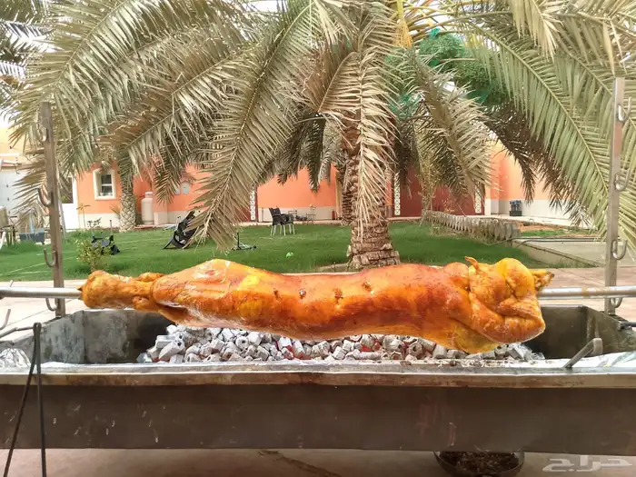 خروف الشيف الذهبي 6