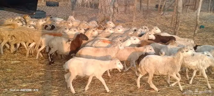 رخال رفيدي من 420 ريال 1