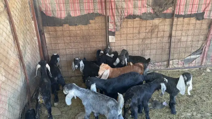 معزا عوارض صنف ولد 2