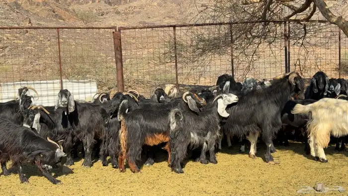 معزا عوارض صنف ولد 7