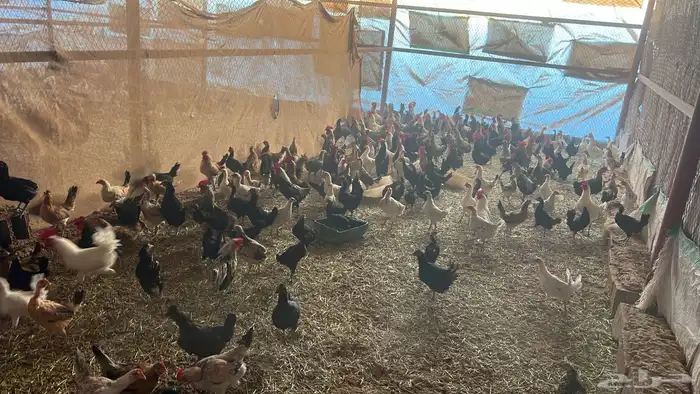 دجاج بلدي وفيومي للبيع 5