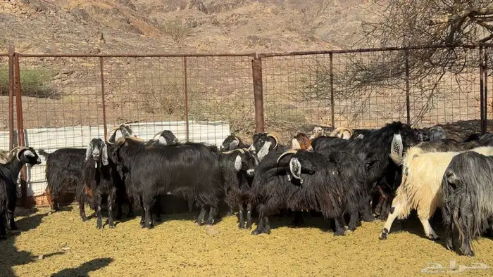 معزا عوارض صنف ولد 5