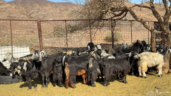 معزا عوارض صنف ولد 8