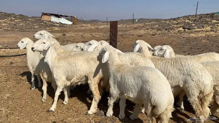 رخال حريات طيبه 1