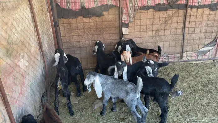 معزا عوارض صنف ولد 1